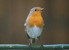 Le Rouge gorge familier.